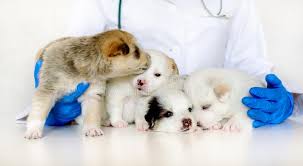 Cabinet Vétérinaires PetCare