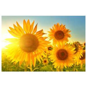 Semence / graines de tournesol de qualité supérieure 50Gr.