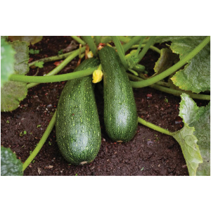 Semence / Graines de Courgette Bio Ancienne Variété Striato D’Italia