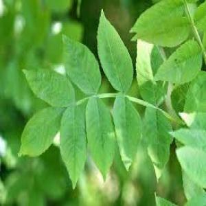 Kinkéliba (Bulukutu) Du Mali - 50g - Plante Digestive Naturelle - Marque Senkhamare