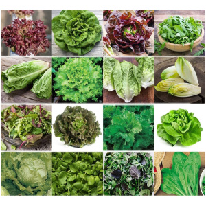 Semences de salades
