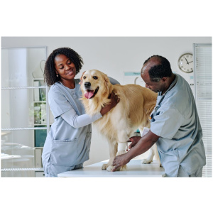 Prestation Vétérinaire de protection d’animaux de compagnie