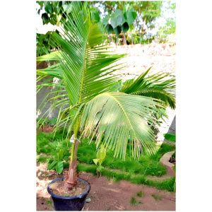 CafeStro© AirBnB Rooms reservation – OUAGADOUGOU
