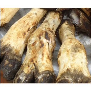 Pattes de Bœuf fraiche – Env. 3.5KG