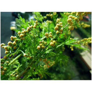 Semences d’Artemisia