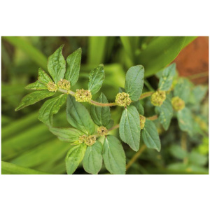 Tisane d’Euphorbia Hirta – 100Gr.