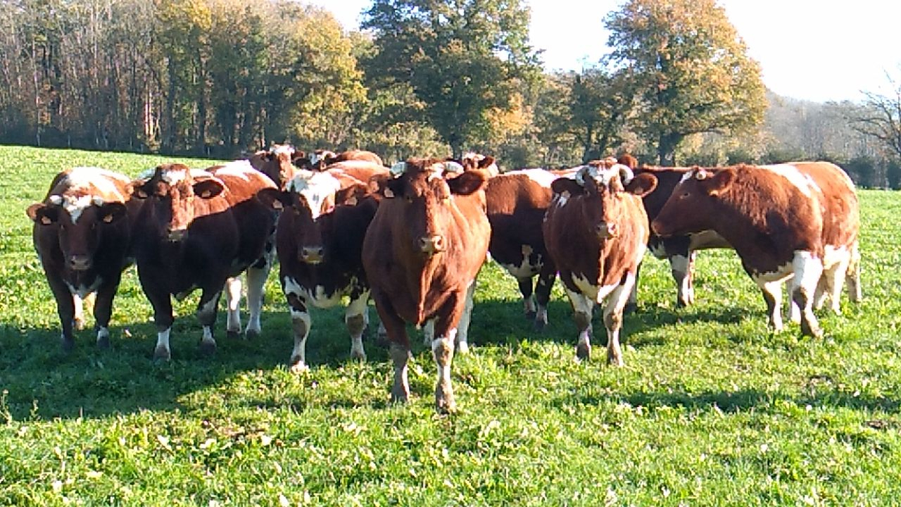 FERME D.L – Plantes Médicinales