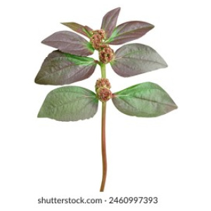Tisane d’Euphorbia Hirta – 100Gr.