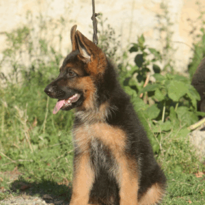 Jeunes chiot de race a vendre