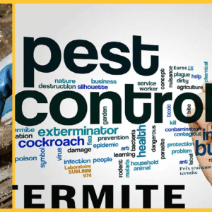 Prestation Anti-Termites – Traitement Professionnel des Bâtiments (Sol, Murs & Toiture) – Prix au m²