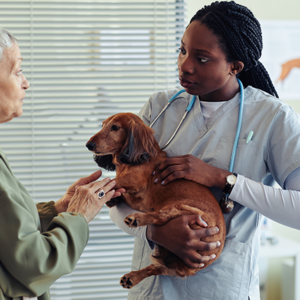 Prestation Vétérinaire – Préparation vétérinaire au voyage d’animaux de compagnie
