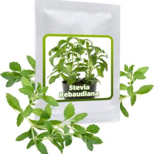 Semences de Stevia (Stevia rebaudiana)